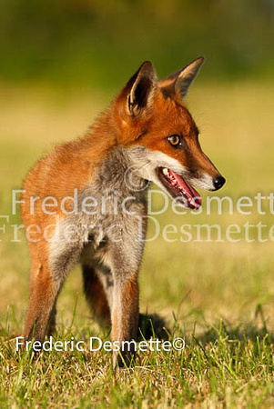Red fox 178 (Vulpes vulpes)