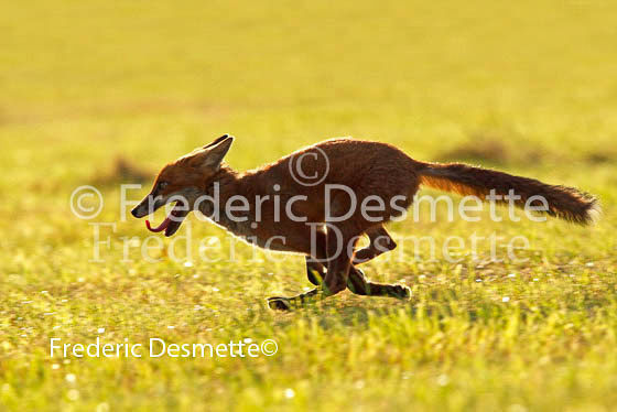 Red fox 185 (Vulpes vulpes)