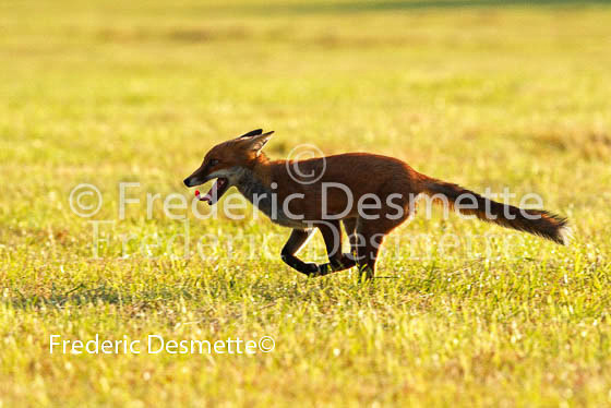 Red fox 186 (Vulpes vulpes)