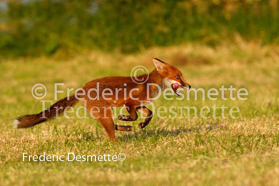 Red fox 182 (Vulpes vulpes)