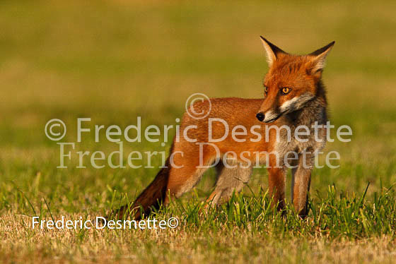 Red fox 196 (Vulpes vulpes)