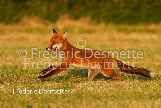 Red fox 183 (Vulpes vulpes)