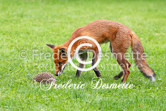 Red fox 250 (Vulpes vulpes)