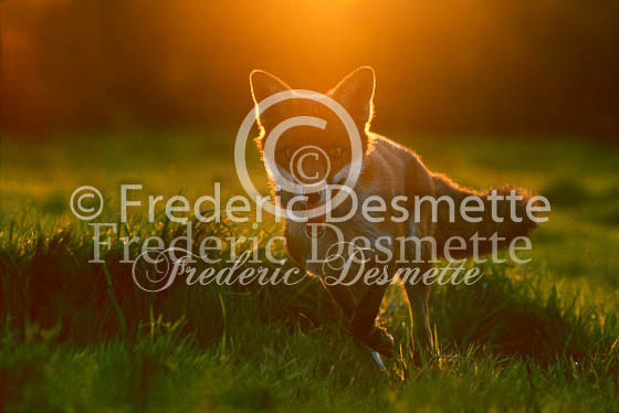 Red fox 238 (Vulpes vulpes)