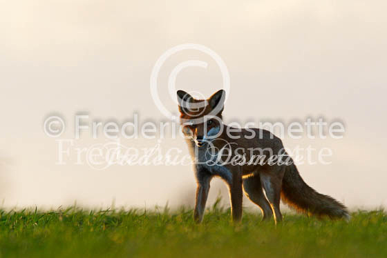 Red fox 265 (Vulpes vulpes)