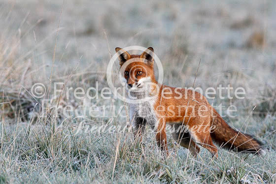 Red fox 276 (Vulpes vulpes)