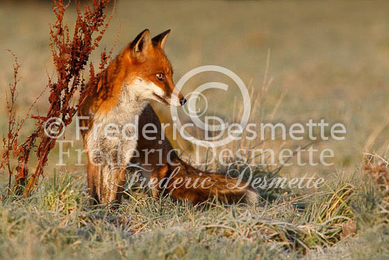 Red fox 275 (Vulpes vulpes)