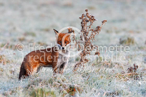Red fox 271 (Vulpes vulpes)