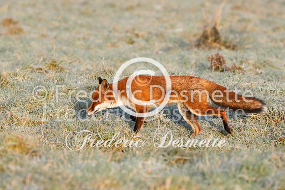 Red fox 254 (Vulpes vulpes)