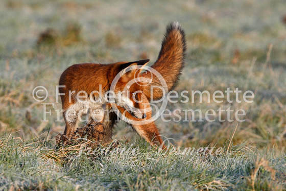 Red fox 255 (Vulpes vulpes)