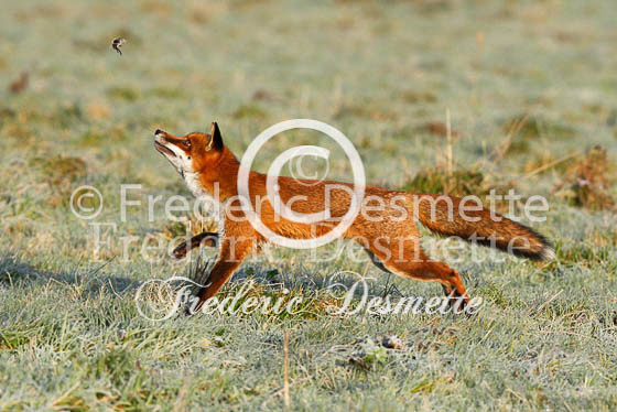 Red fox 266 (Vulpes vulpes)