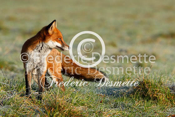 Red fox 272 (Vulpes vulpes)