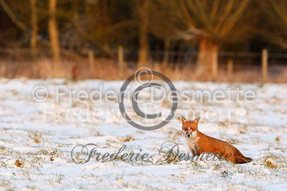 Red fox 290 (Vulpes vulpes)