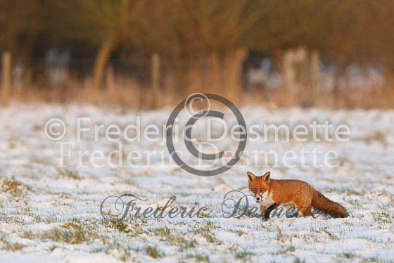Red fox 291 (Vulpes vulpes)