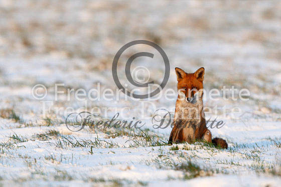 Red fox 292 (Vulpes vulpes)