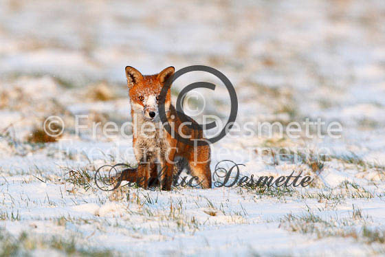 Red fox 279 (Vulpes vulpes)
