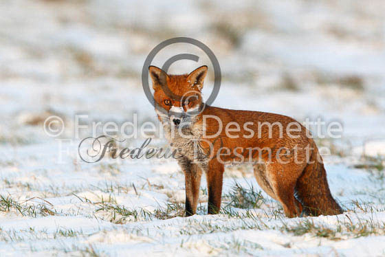 Red fox 293 (Vulpes vulpes)