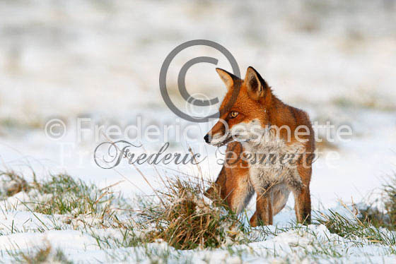 Red fox 294 (Vulpes vulpes)