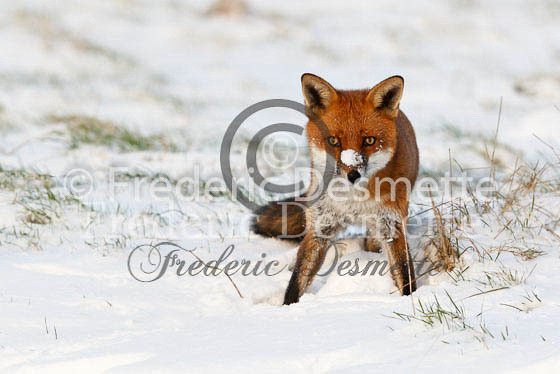 Red fox 297 (Vulpes vulpes)