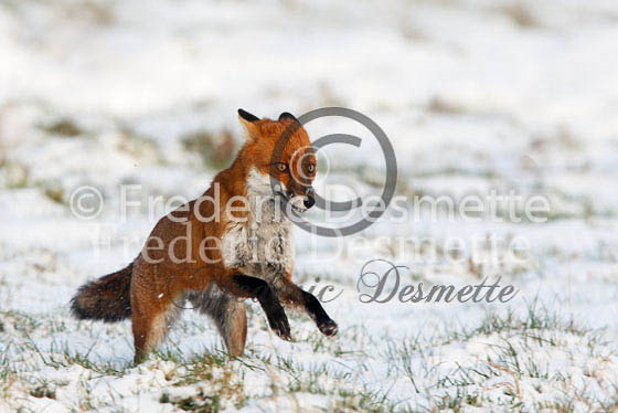 Red fox 299 (Vulpes vulpes)