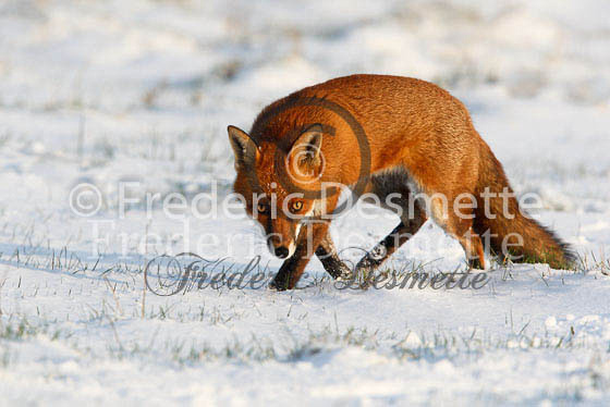 Red fox 295 (Vulpes vulpes)