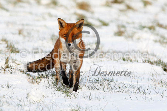 Red fox 280 (Vulpes vulpes)