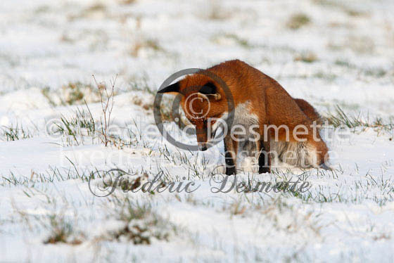 Red fox 283 (Vulpes vulpes)