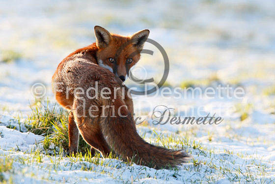 Red fox 296 (Vulpes vulpes)