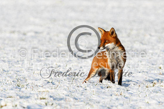 Red fox 300 (Vulpes vulpes)