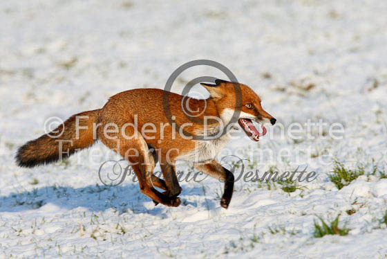 Red fox 305 (Vulpes vulpes)