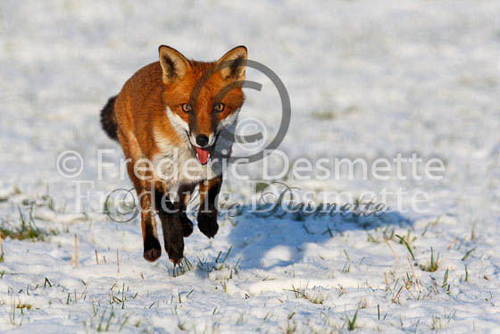 Red fox 309 (Vulpes vulpes)