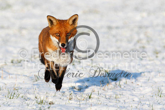 Red fox 310 (Vulpes vulpes)