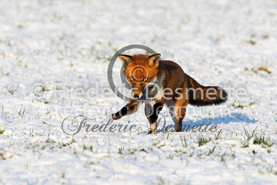 Red fox 311 (Vulpes vulpes)