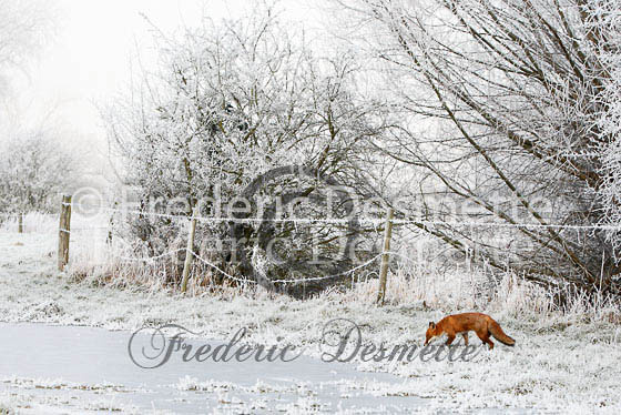 Red fox 316 (Vulpes Vulpes)