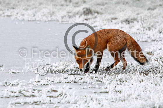 Red fox 331 (Vulpes Vulpes)