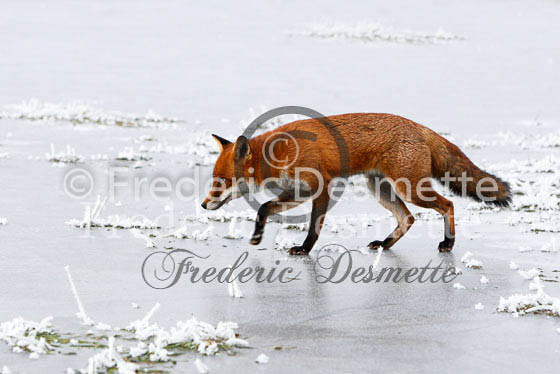 Red fox 366 (Vulpes Vulpes)