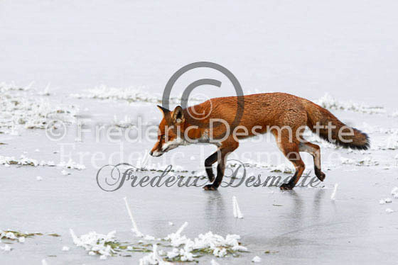 Red fox 367 (Vulpes Vulpes)