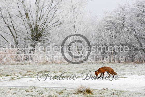 Red fox 318 (Vulpes Vulpes)