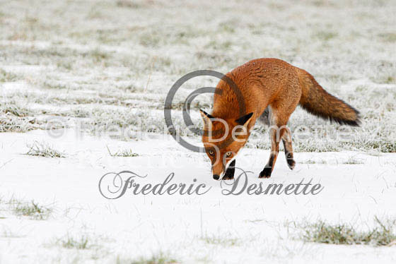 Red fox 326 (Vulpes Vulpes)