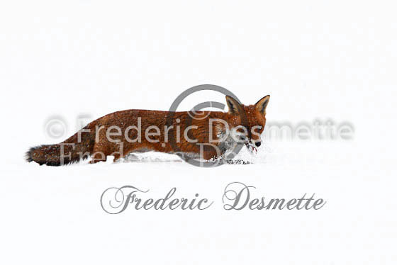 Red fox 338 (Vulpes Vulpes)