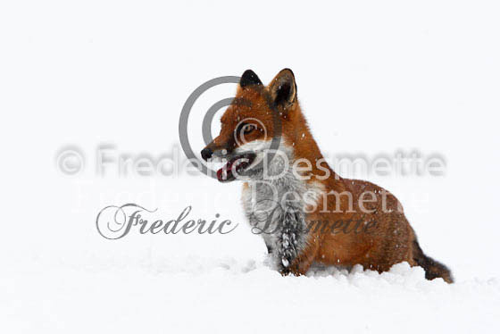 Red fox 334 (Vulpes Vulpes)