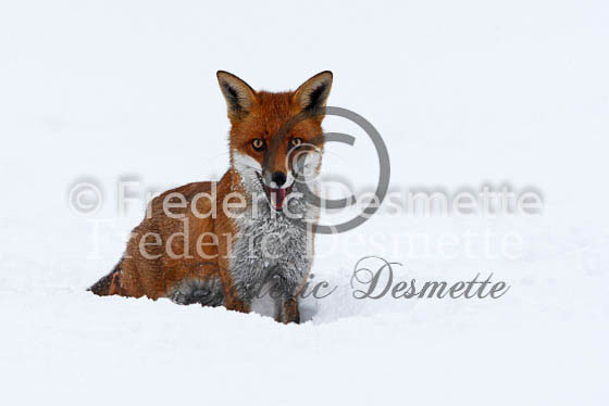 Red fox 336 (Vulpes Vulpes)