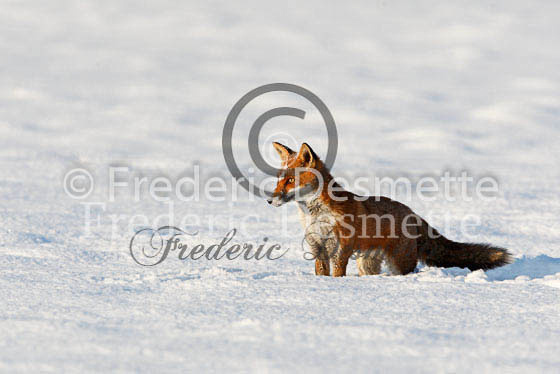 Red fox 344 (Vulpes Vulpes)