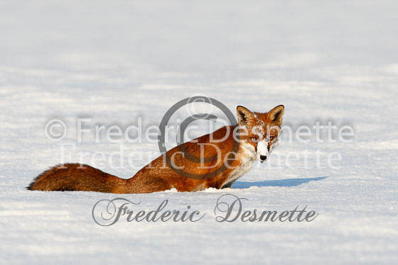 Red fox 360 (Vulpes Vulpes)