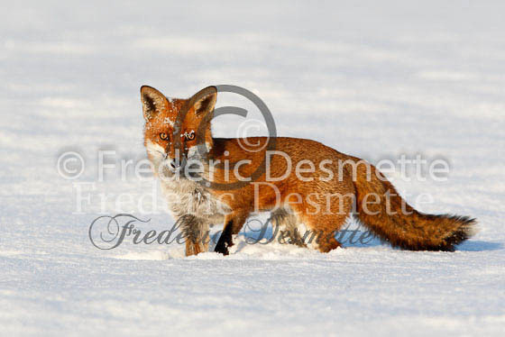 Red fox 348 (Vulpes Vulpes)