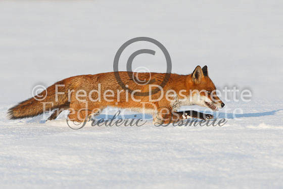 Red fox 362 (Vulpes Vulpes)