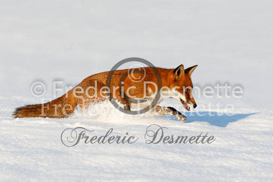 Red fox 363 (Vulpes Vulpes)
