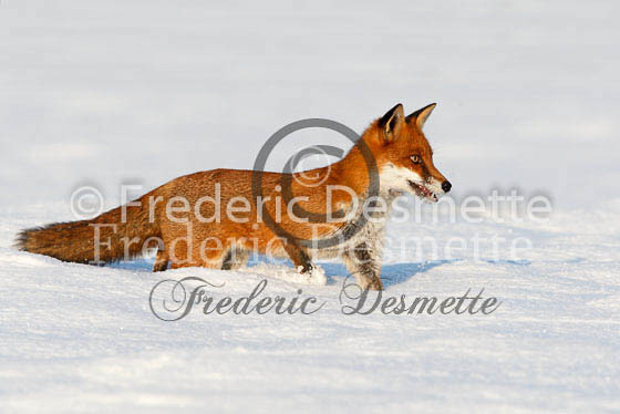 Red fox 364 (Vulpes Vulpes)