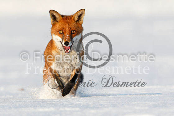 Red fox 350 (Vulpes Vulpes)