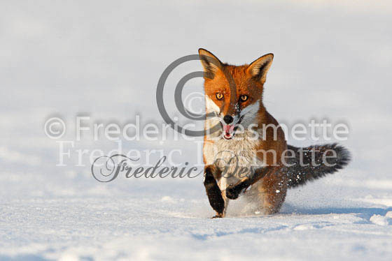 Red fox 352 (Vulpes Vulpes)